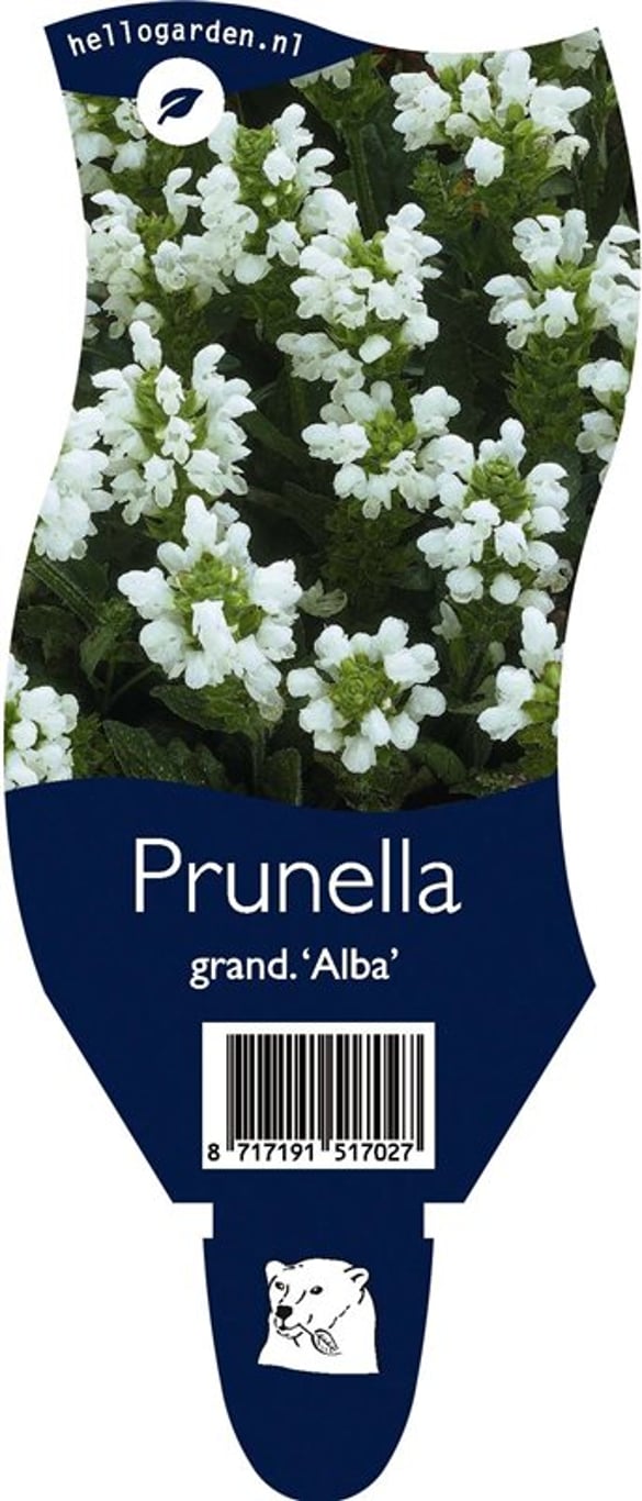Prunella grand. 'Alba' - P11
